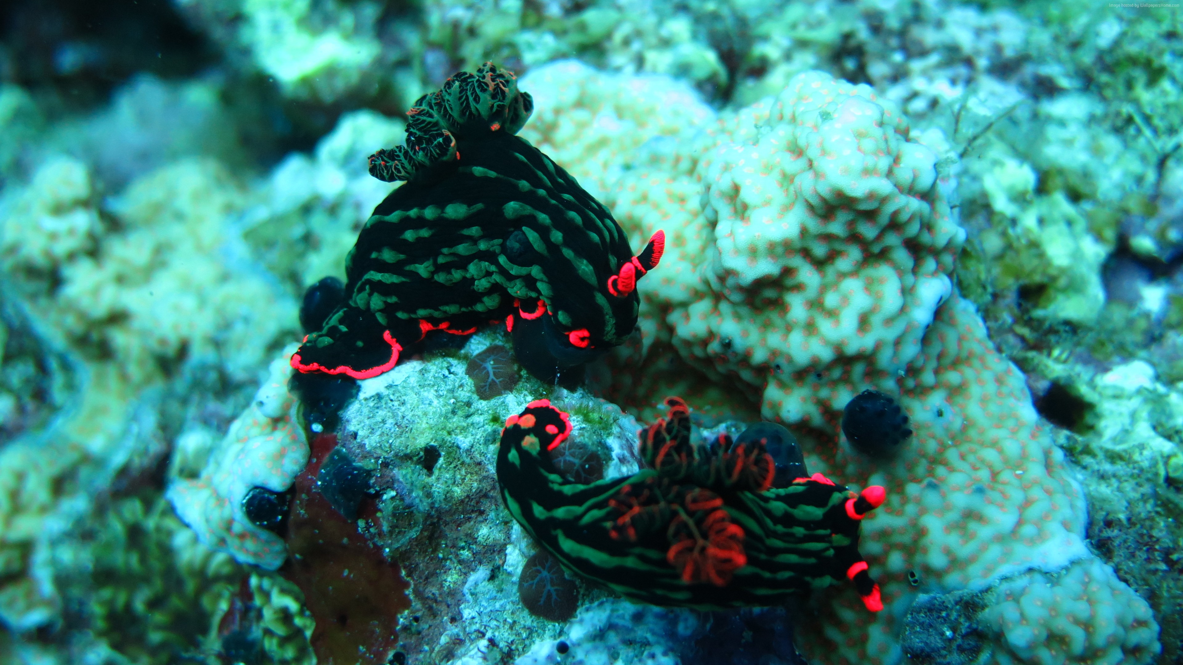 Wallpaper Nudibranch, Deep sea corals, Alona beach, Panglao, Philippines, Coral, marine life, diving, sea, underwater, tourism, World& Wallpaper Nudibranch, Deep sea corals, Alona beach, Panglao, Philippines, Coral, marine life, diving, sea, underwater, tourism, World&